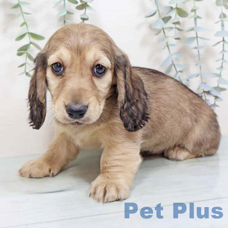 ミニチュア・ダックスフンド