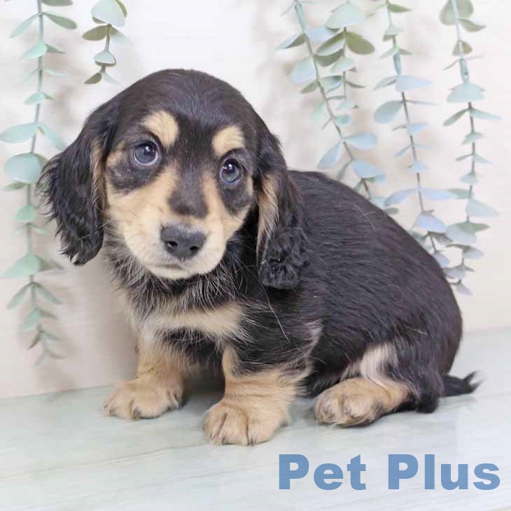 ミニチュア・ダックスフンド