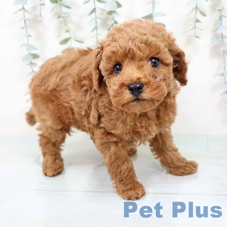 トイ・プードル