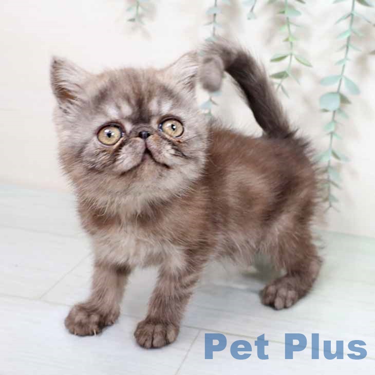 エキゾチック・ショートヘア