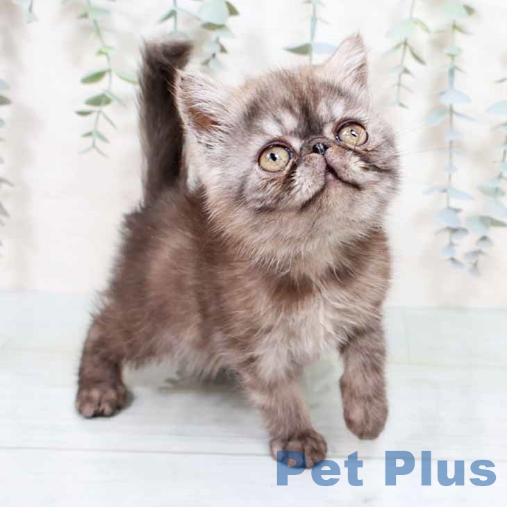 エキゾチック・ショートヘアの写真2