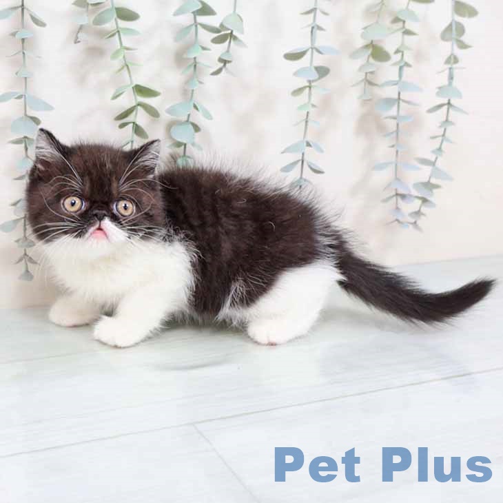 エキゾチック・ショートヘアの写真2