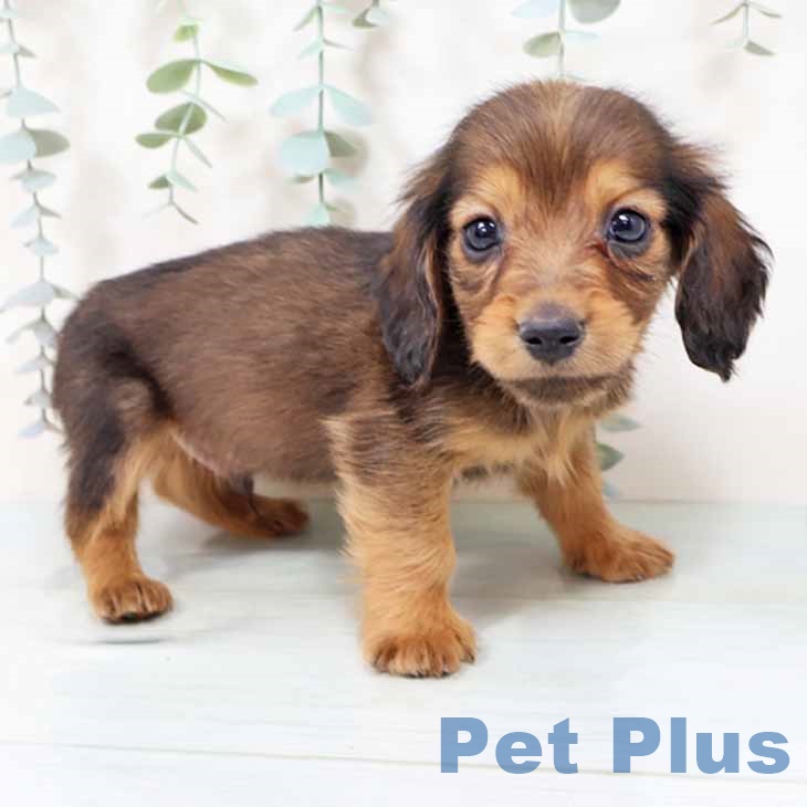 ミニチュア・ダックスフンド