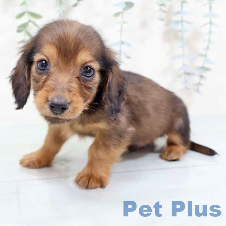 ミニチュア・ダックスフンドの写真2