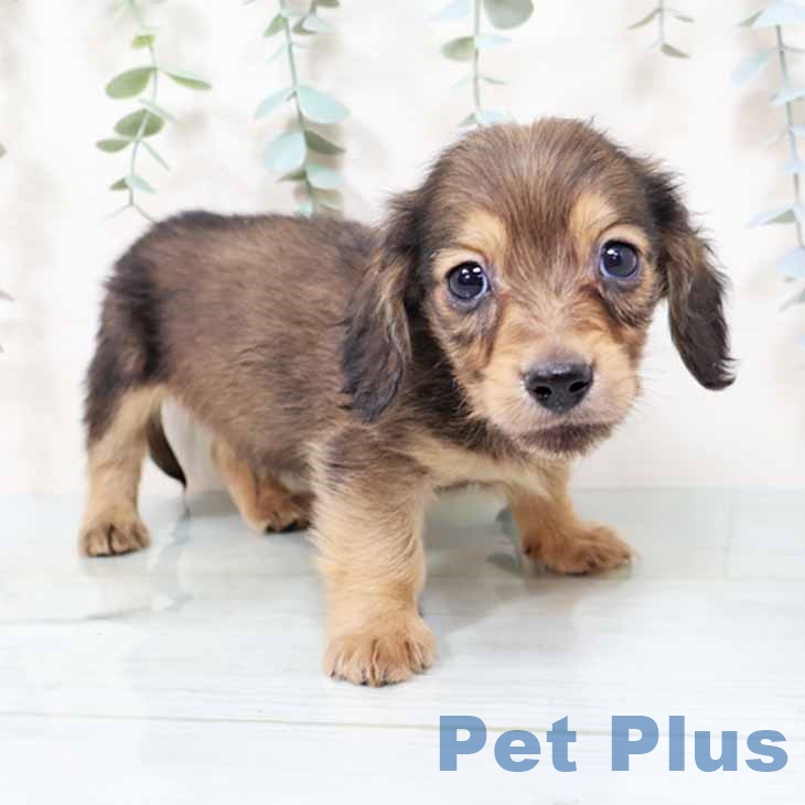 ミニチュア・ダックスフンド