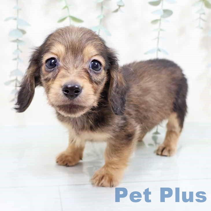 ミニチュア・ダックスフンドの写真2