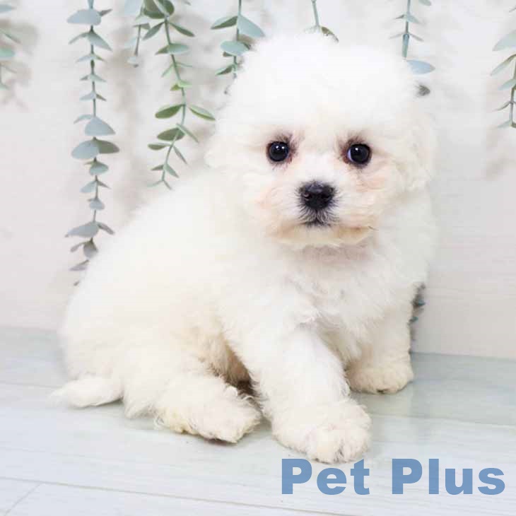 ビション・フリーゼ