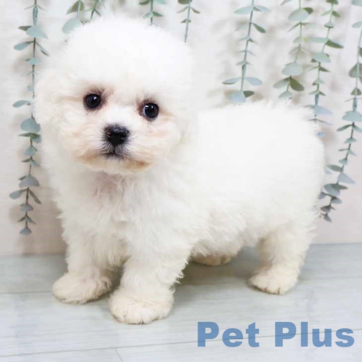 ビション・フリーゼ