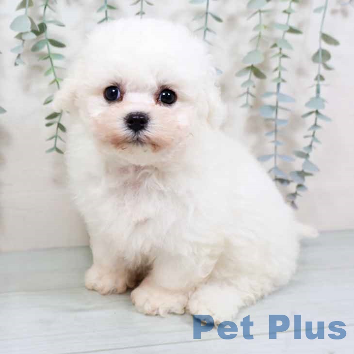 ビション・フリーゼ