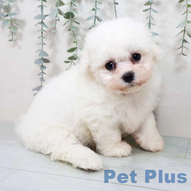 ビション・フリーゼ