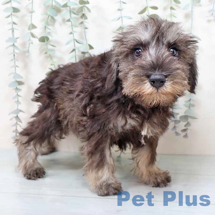 ミニチュア・シュナウザー