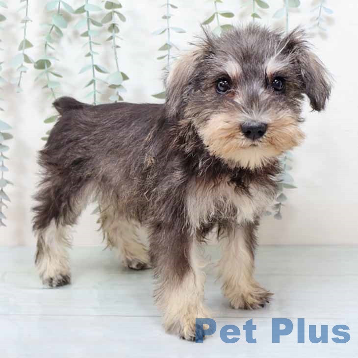 ミニチュア・シュナウザー