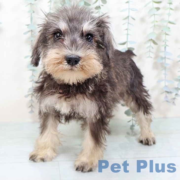 ミニチュア・シュナウザー