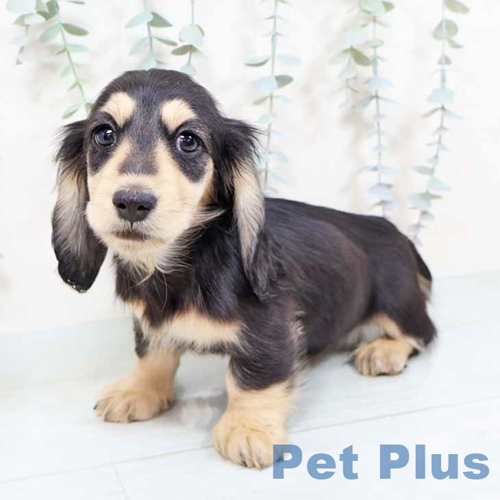 ミニチュア・ダックスフンド