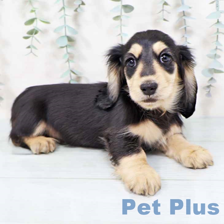 ミニチュア・ダックスフンドの写真2