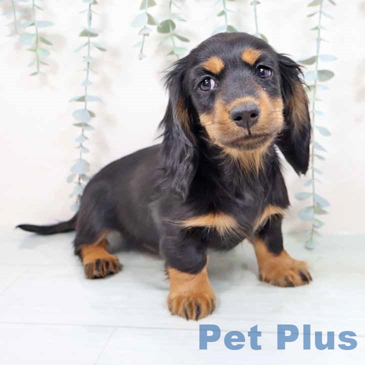 ミニチュア・ダックスフンド