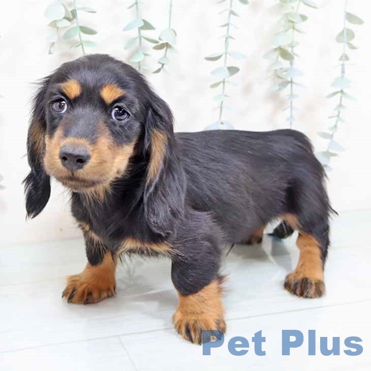 ミニチュア・ダックスフンド