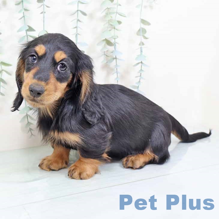 ミニチュア・ダックスフンド