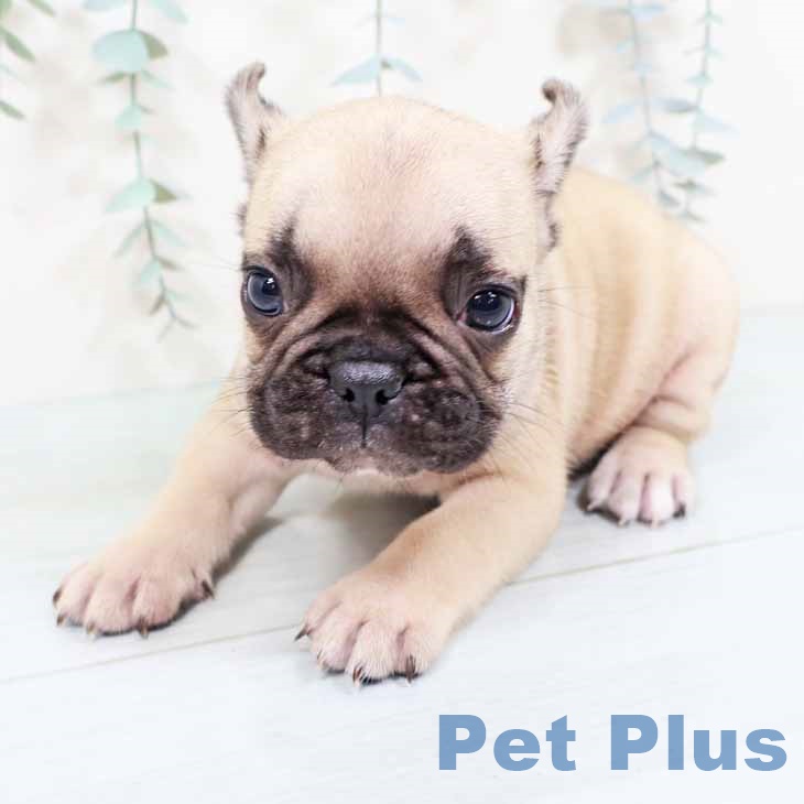 フレンチ・ブルドッグ