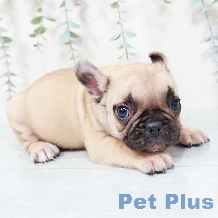 フレンチ・ブルドッグ