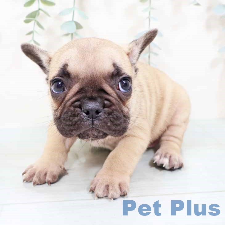 フレンチ・ブルドッグ