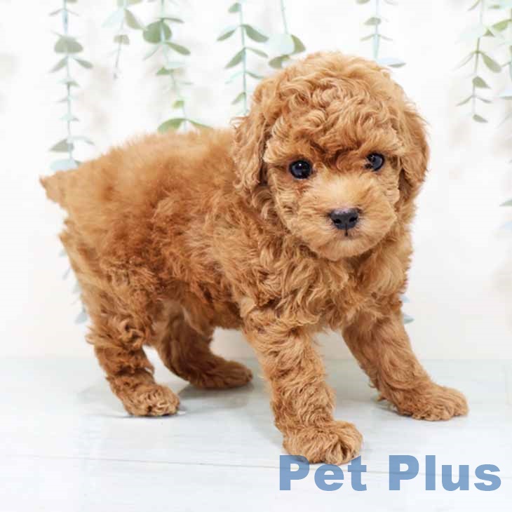 トイ・プードル