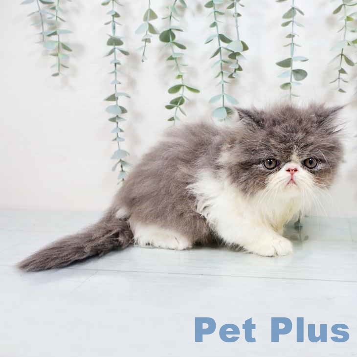 エキゾチックの写真2