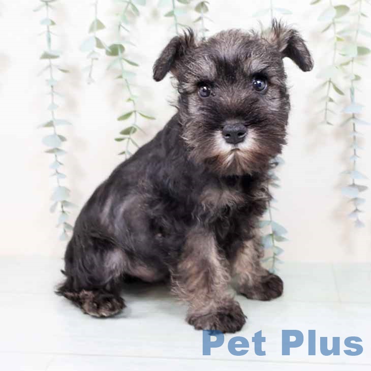 ミニチュア・シュナウザー