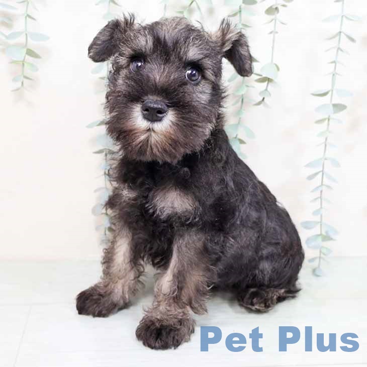 ミニチュア・シュナウザーの写真2