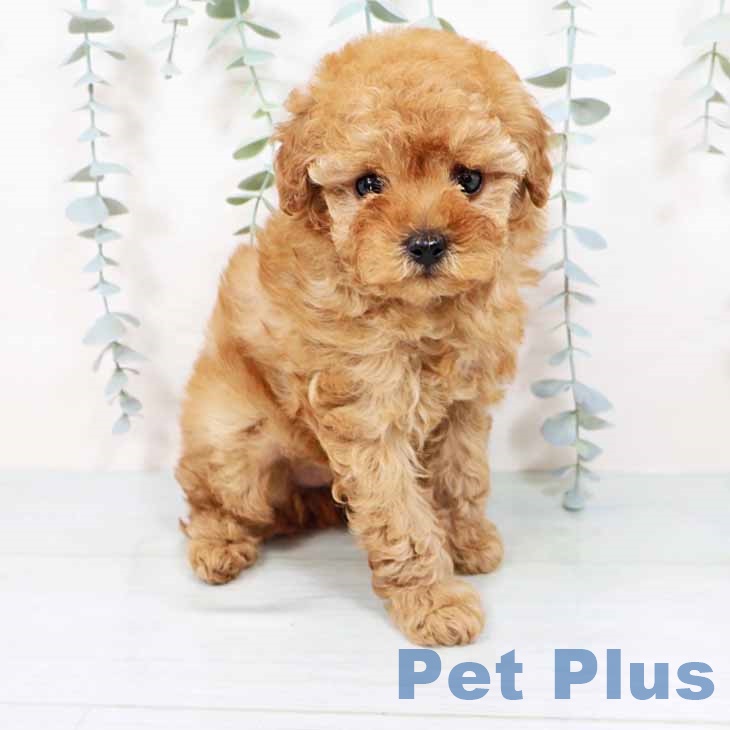 トイ・プードル