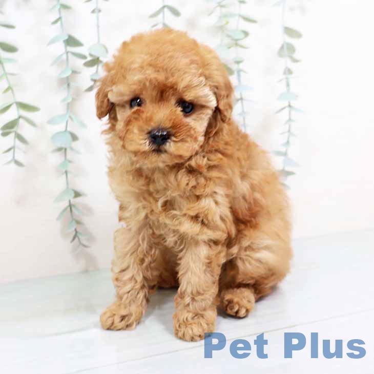 トイ・プードル