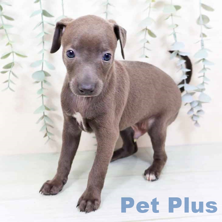 イタリアン・グレーハウンド