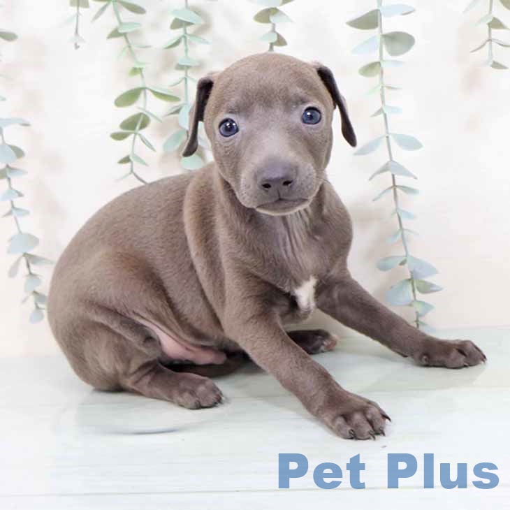 イタリアン・グレーハウンドの写真2