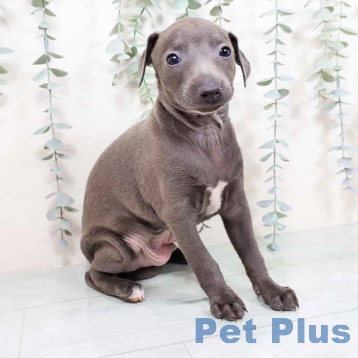 イタリアン・グレーハウンド