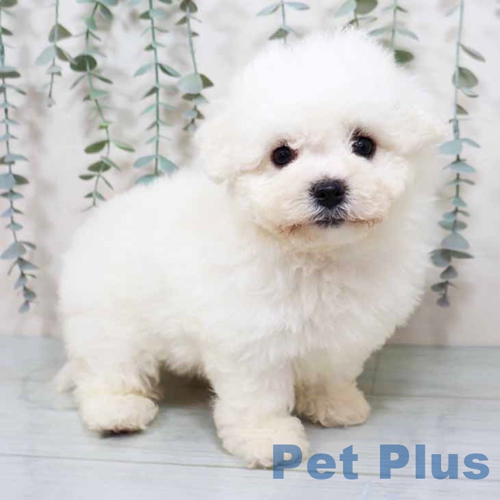 ビション・フリーゼ