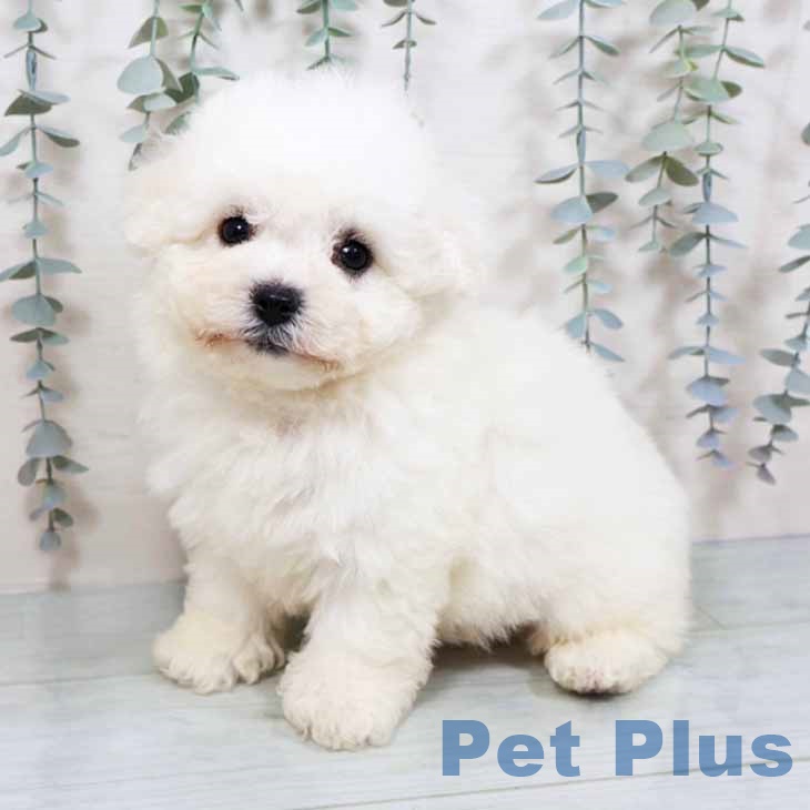 ビション・フリーゼ