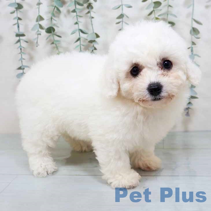 ビション・フリーゼ