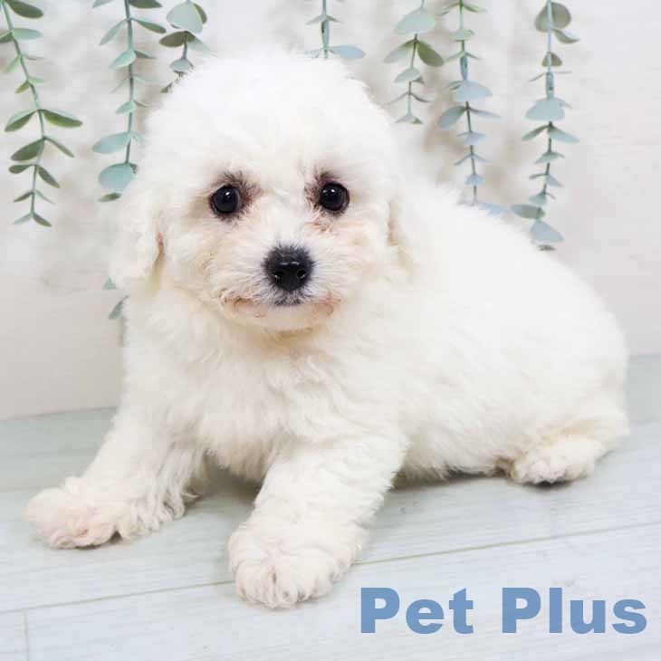 ビション・フリーゼの写真2