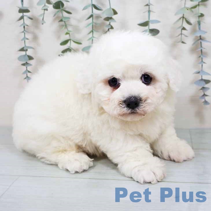 ビション・フリーゼ