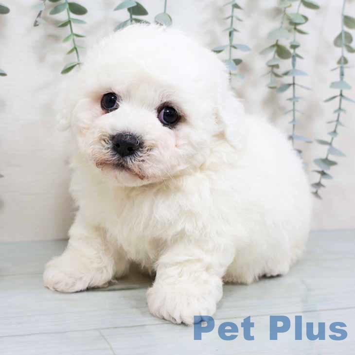 ビション・フリーゼの写真2