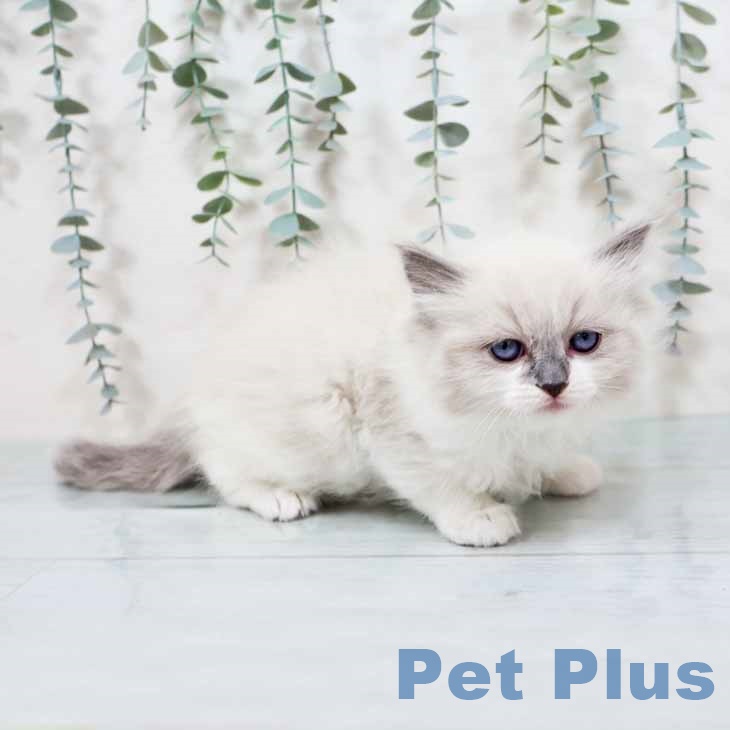 ラグドールの写真2