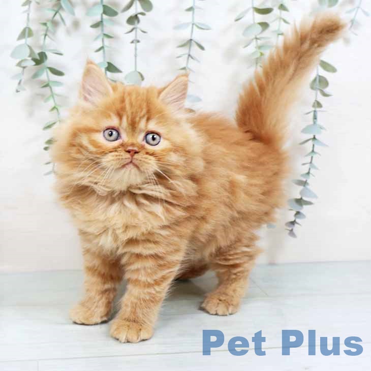 ラガマフィンの写真2