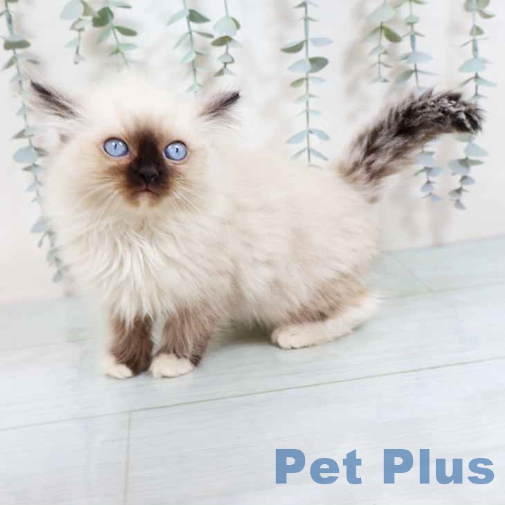 ラグドールの写真2