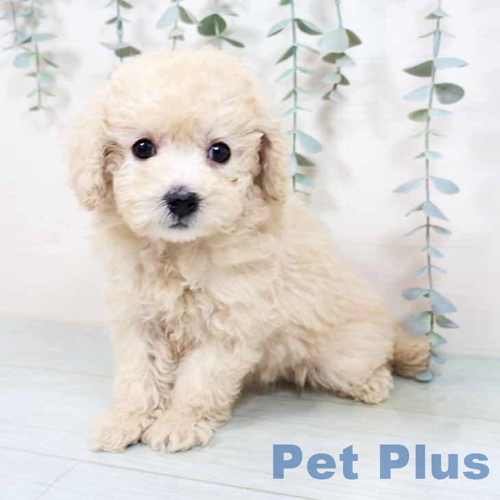 トイ・プードル