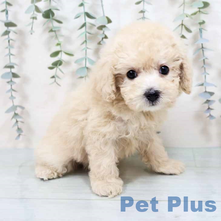 トイ・プードルの写真2