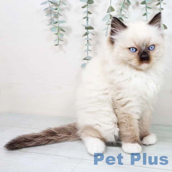 ラグドールの写真2