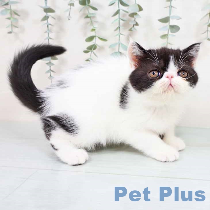 エキゾチックの写真2