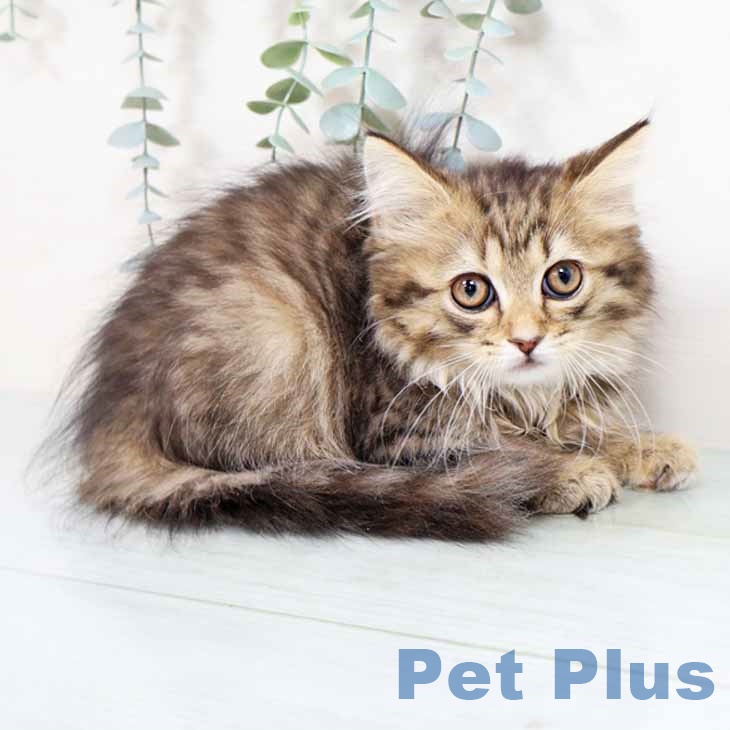 スコティッシュフォールド