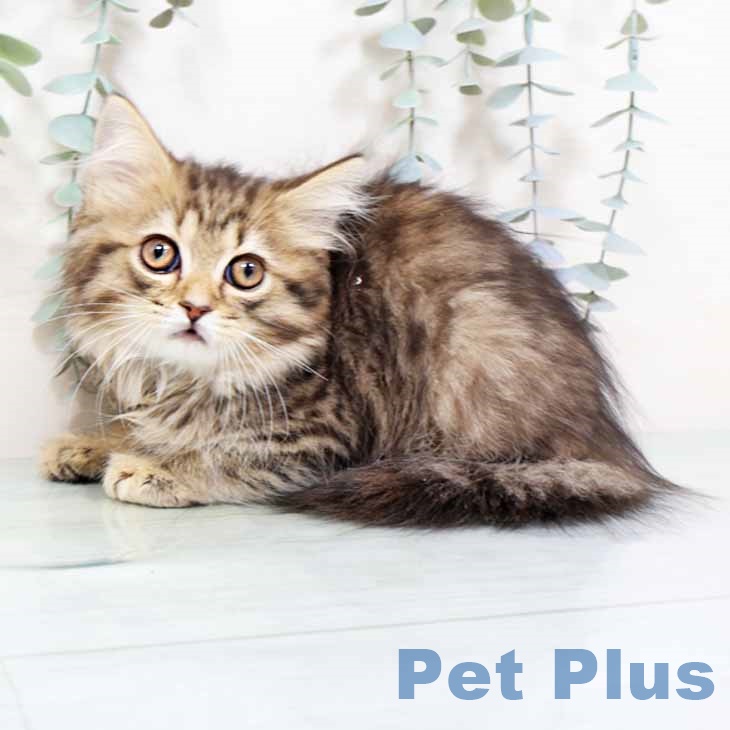 スコティッシュフォールド