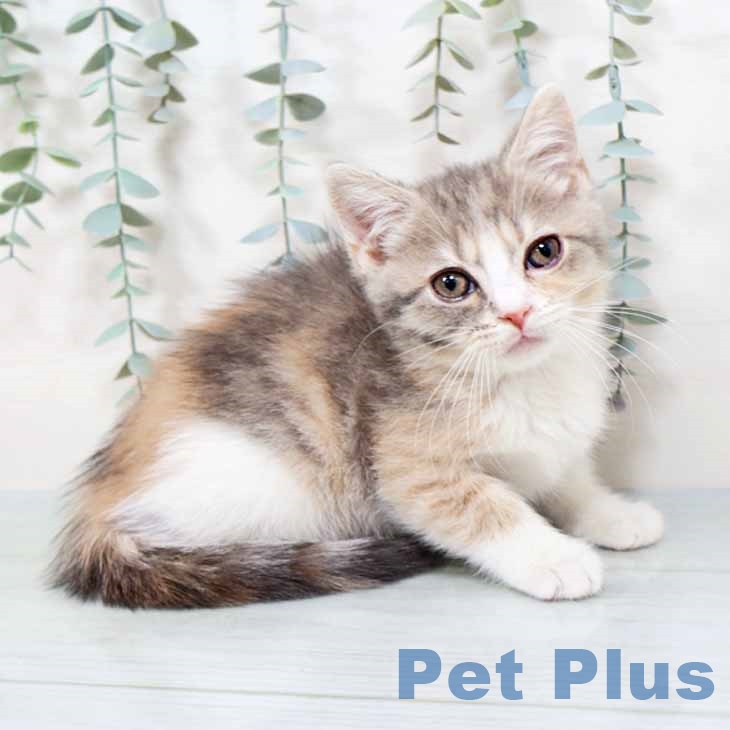 スコティッシュフォールド